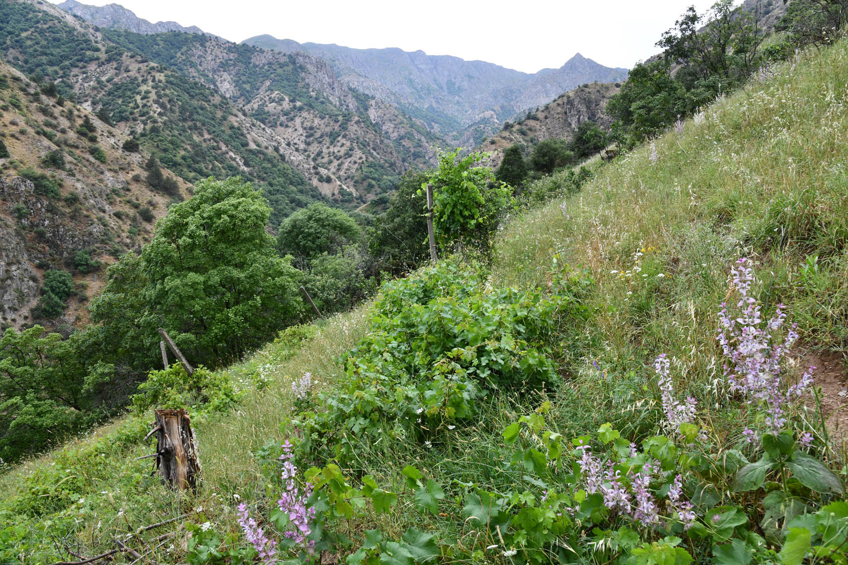 Кондара, image of landscape/habitat.