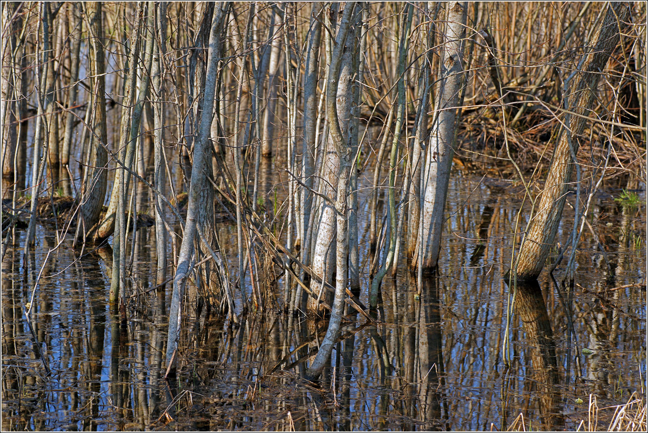 Окрестности Хрипани, image of landscape/habitat.