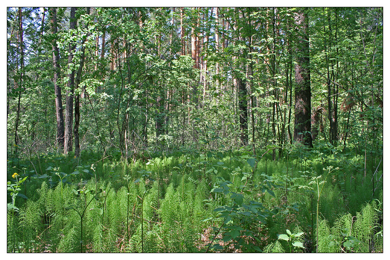 Игимский Бор, image of landscape/habitat.