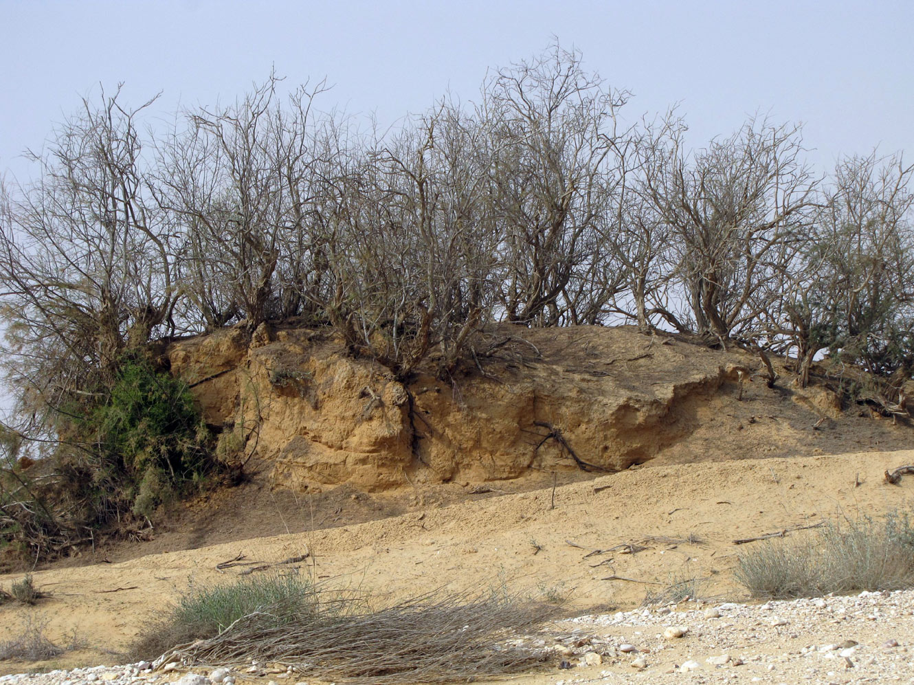 Пески Халуца (Холёт Халюца), image of landscape/habitat.