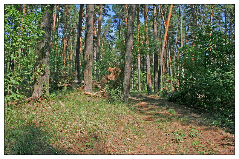 Игимский Бор, image of landscape/habitat.