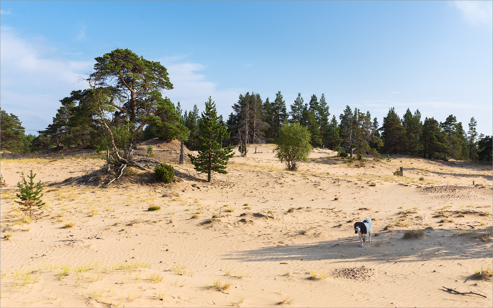 Кузоменьские пески, image of landscape/habitat.