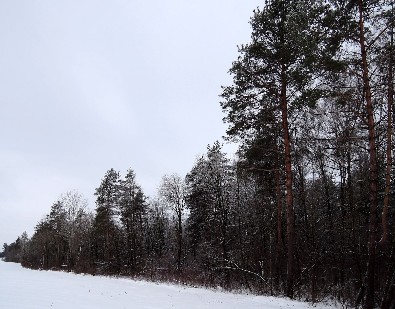 Лесопарк Пышки, image of landscape/habitat.