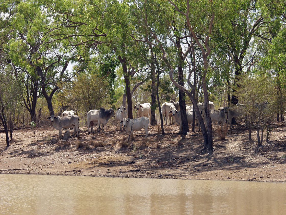 Karumba и окрестности, image of landscape/habitat.