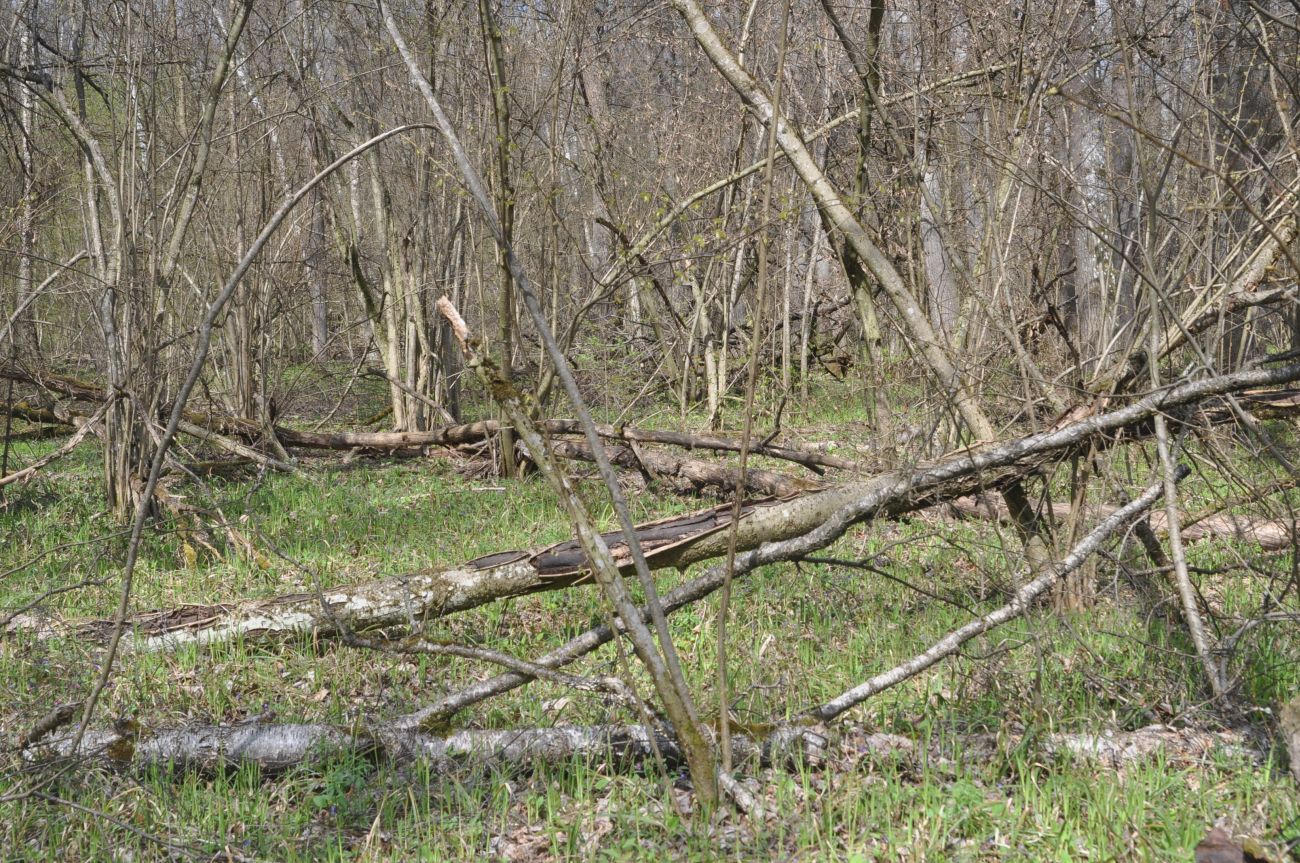 Окрестности деревни Чёлохово, image of landscape/habitat.