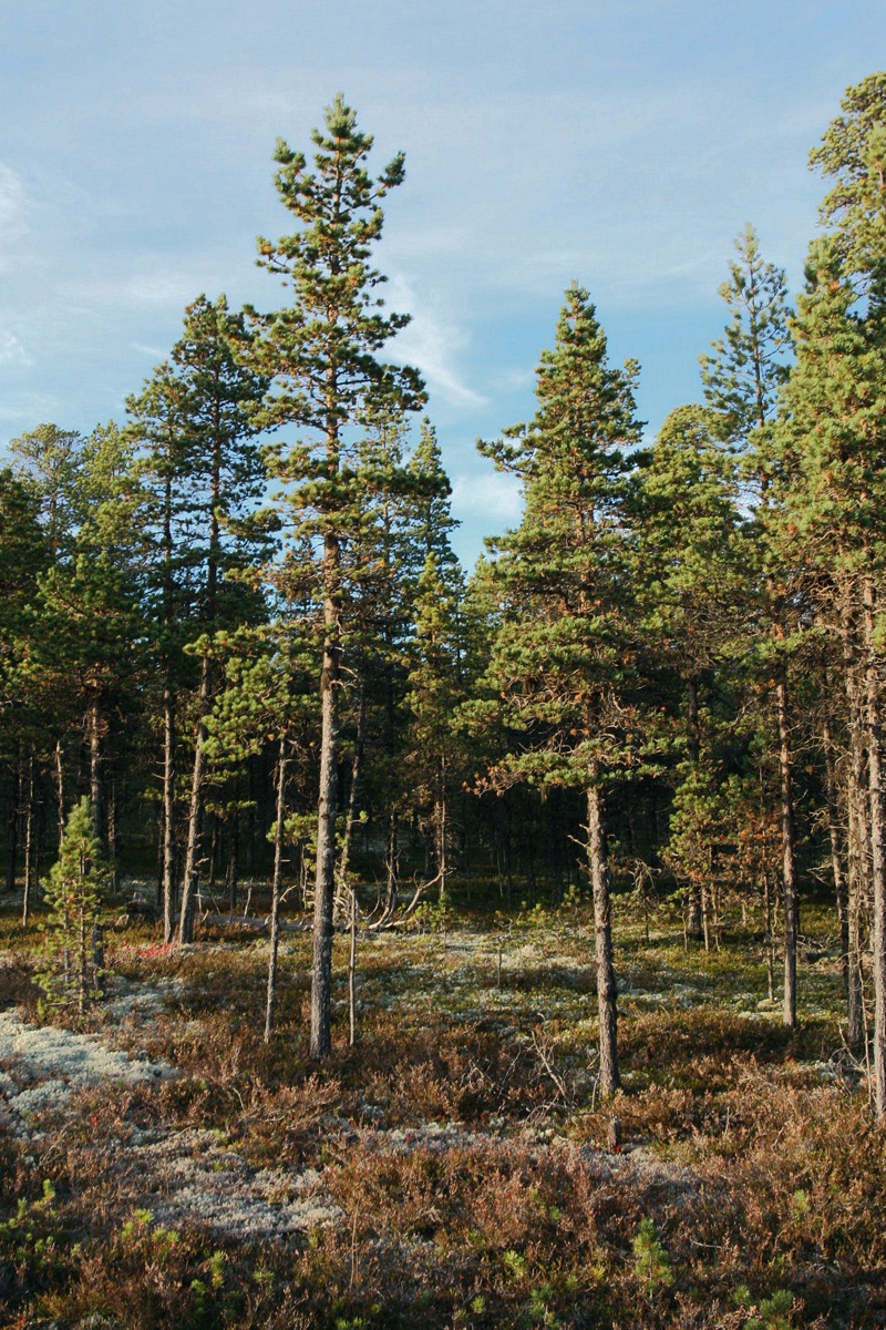 Аметистовый берег, image of landscape/habitat.