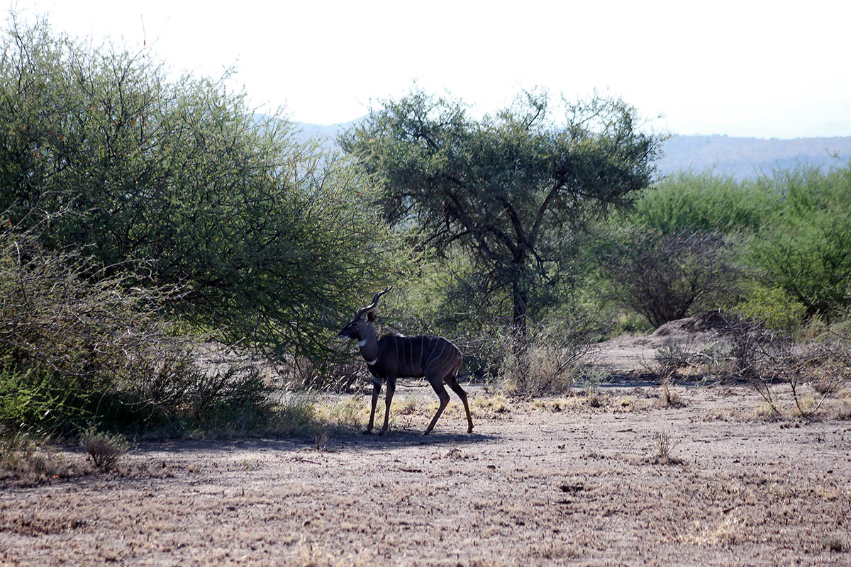 Аваш, image of landscape/habitat.