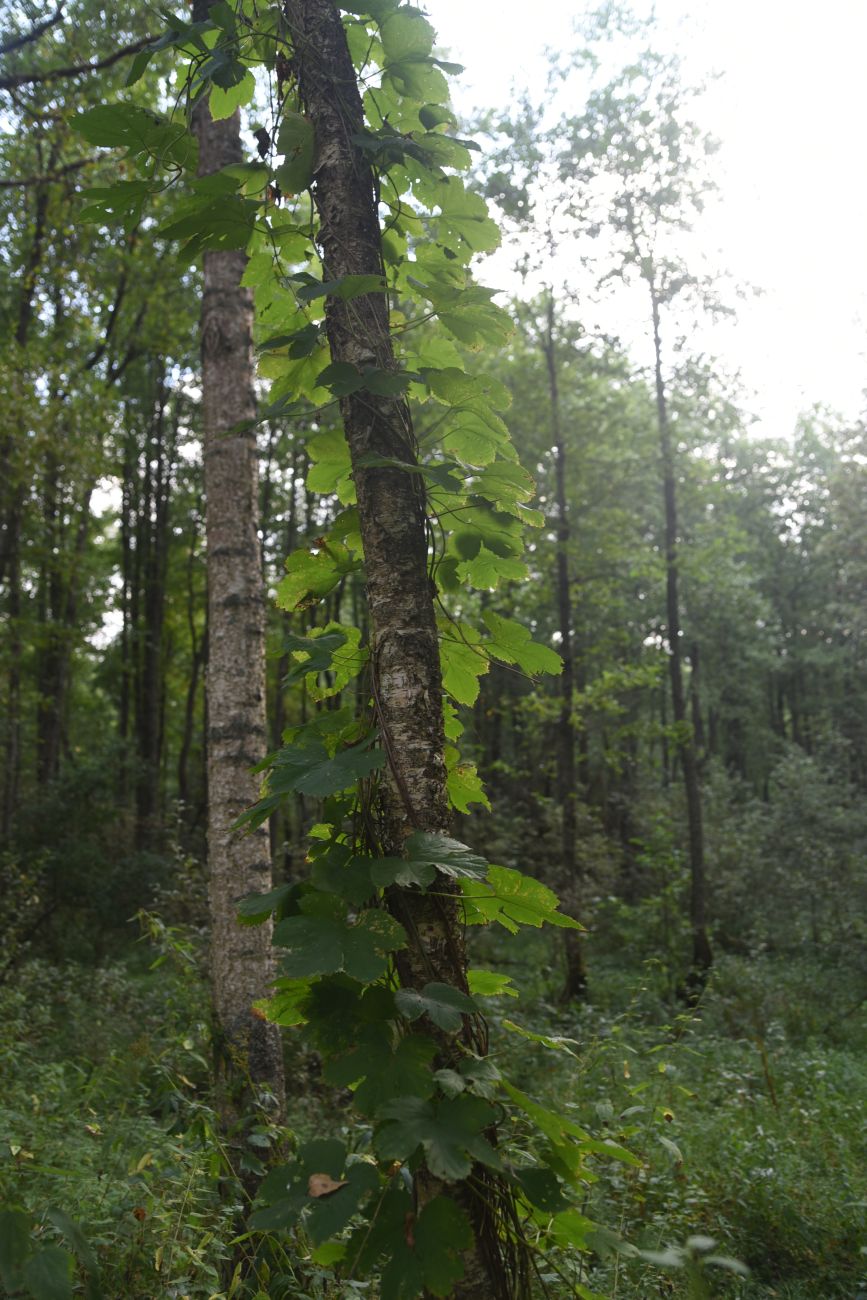 Нижнее течение ручья Дубенка, image of landscape/habitat.