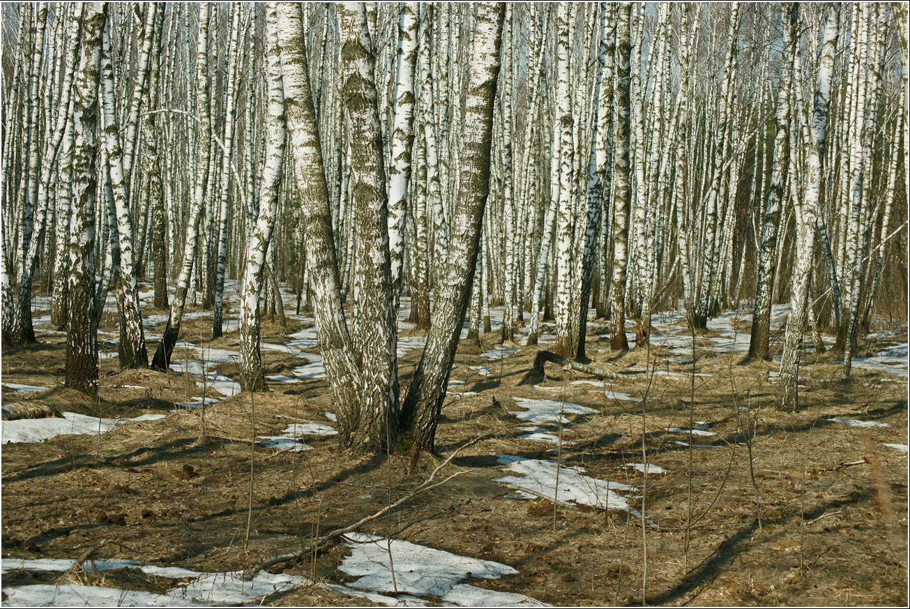 Кузьминский лесопарк, image of landscape/habitat.