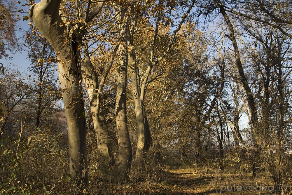 Гулькевичи и окрестности, image of landscape/habitat.