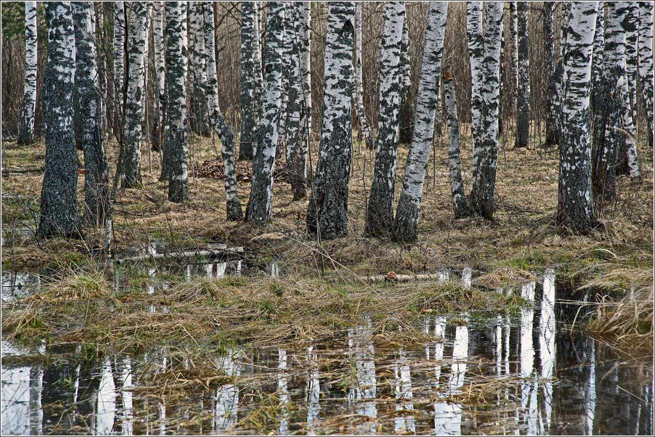 Кузьминский лесопарк, image of landscape/habitat.