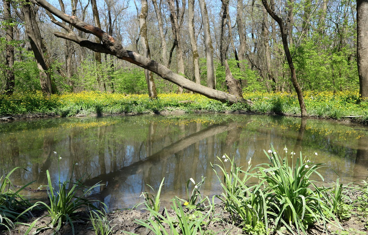 Цемесская роща, image of landscape/habitat.