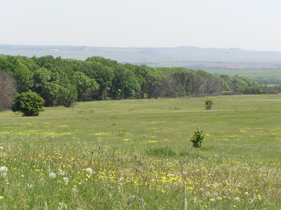 РЛП "Зуевский", image of landscape/habitat.