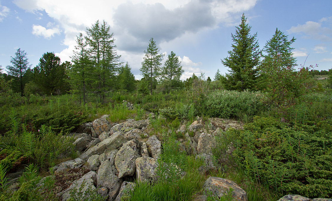 Семинский перевал, image of landscape/habitat.