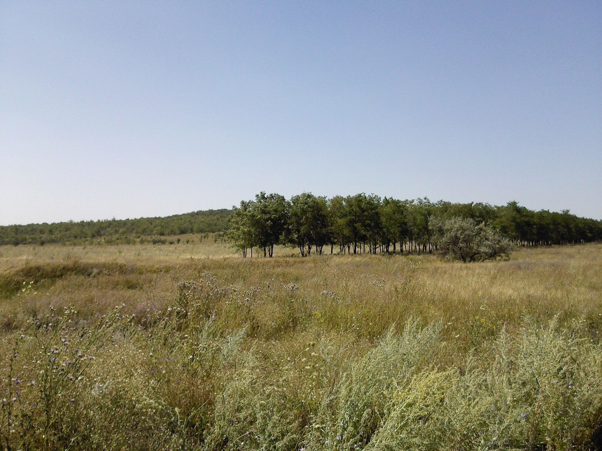 Новосветловка, image of landscape/habitat.