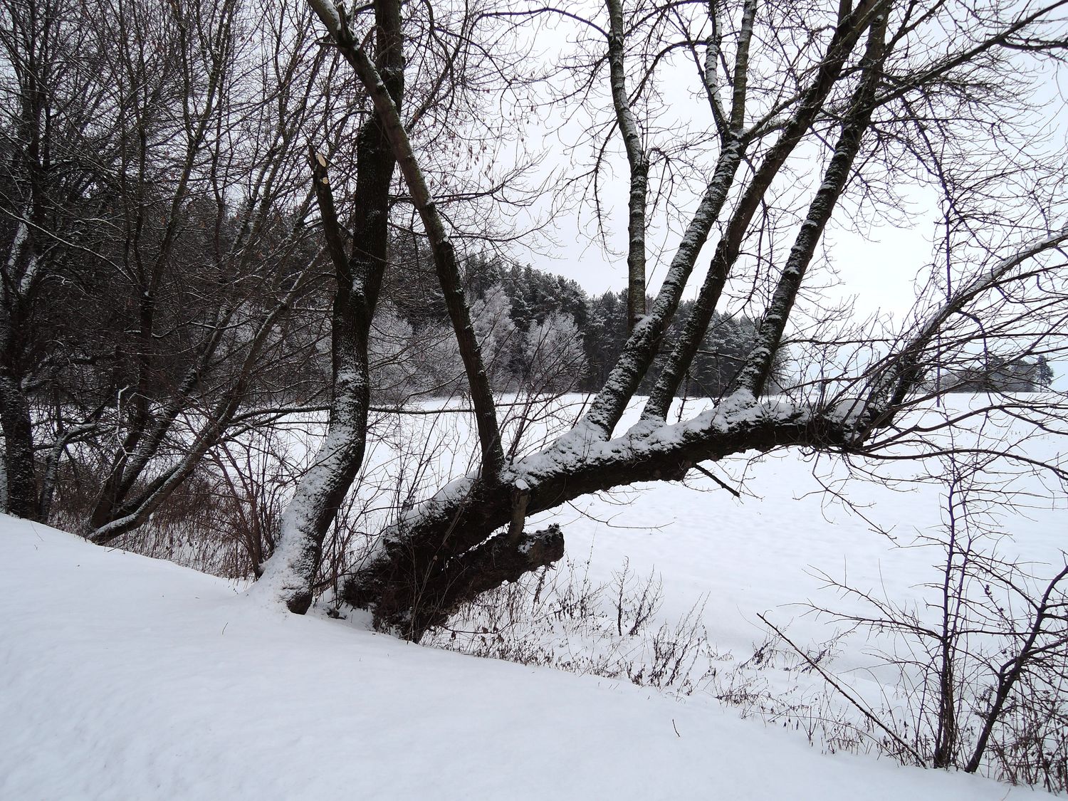 Гродно, image of landscape/habitat.