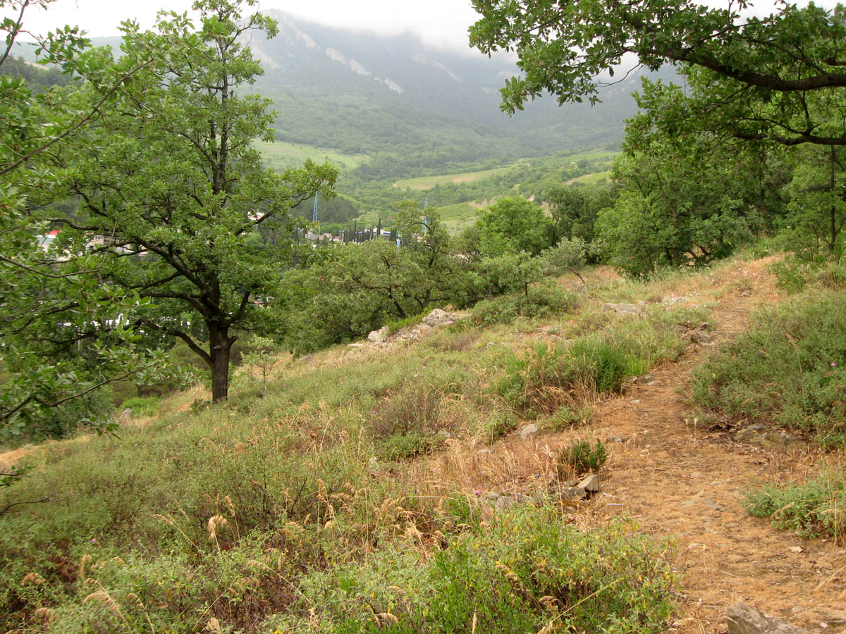 Ялта и окрестности, image of landscape/habitat.