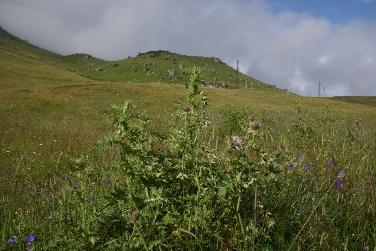 Урочище Кязи и окрестности, image of landscape/habitat.