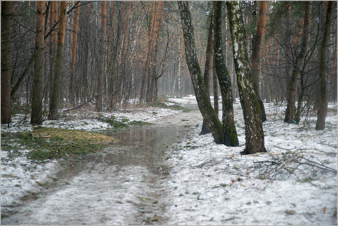 Кузьминский лесопарк, image of landscape/habitat.