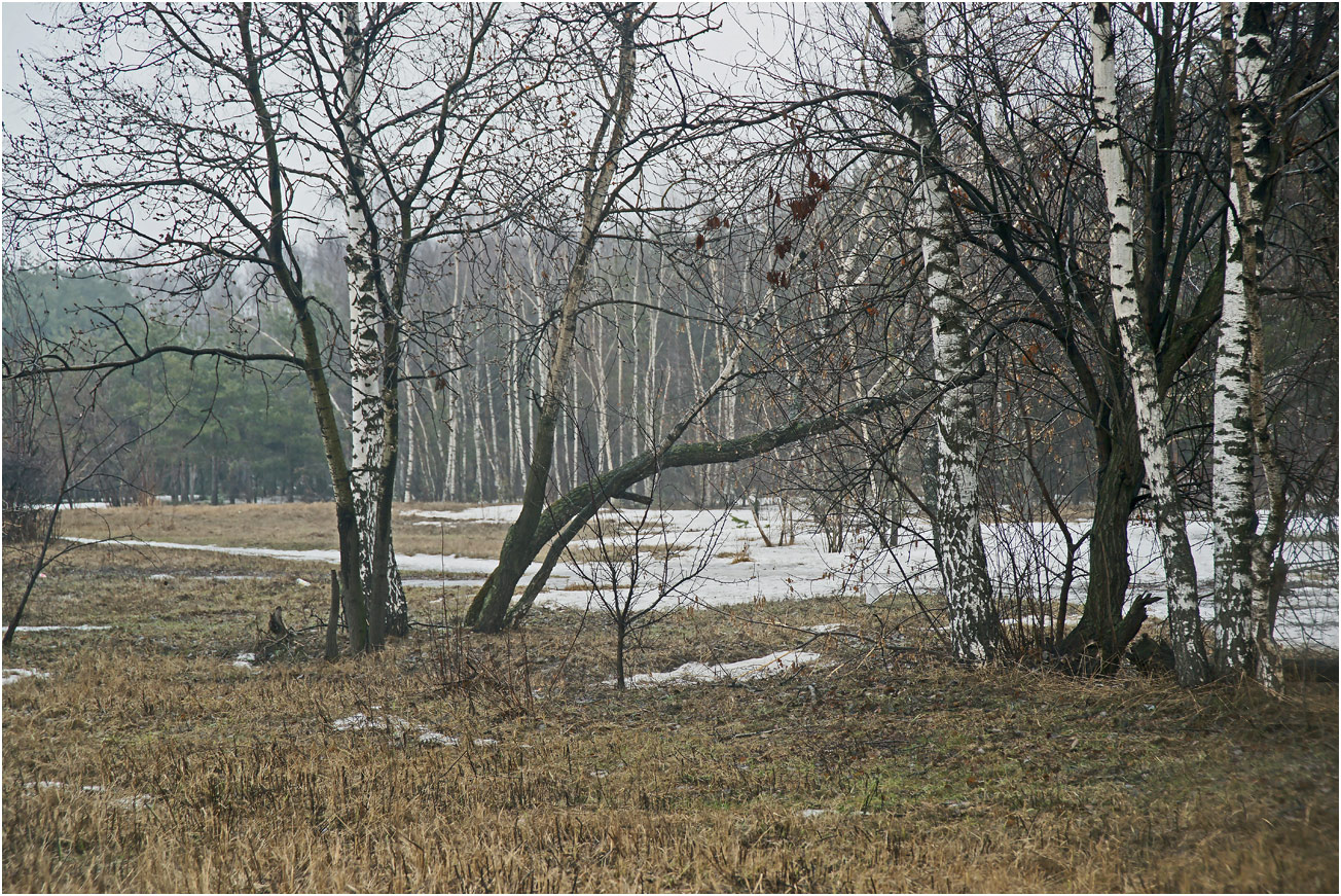 Кузьминский лесопарк, image of landscape/habitat.