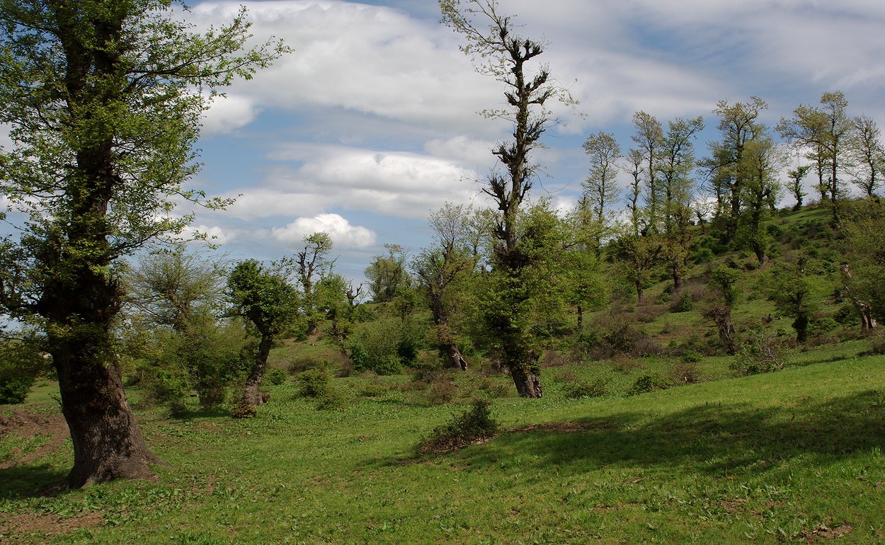 Гирканский лес, image of landscape/habitat.