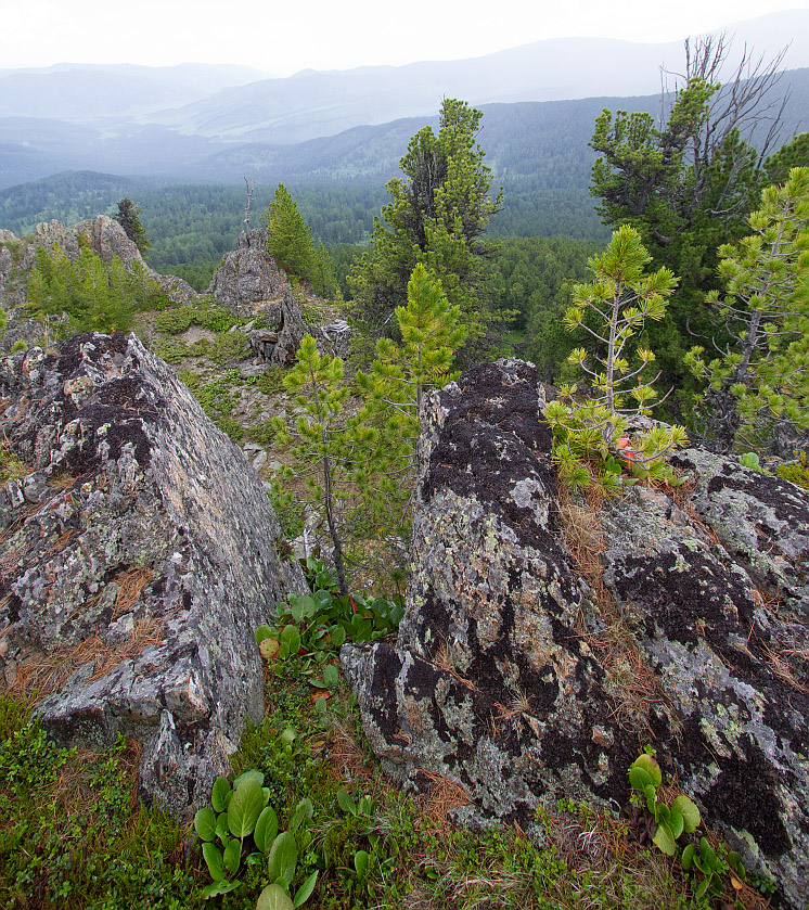 Семинский перевал, image of landscape/habitat.