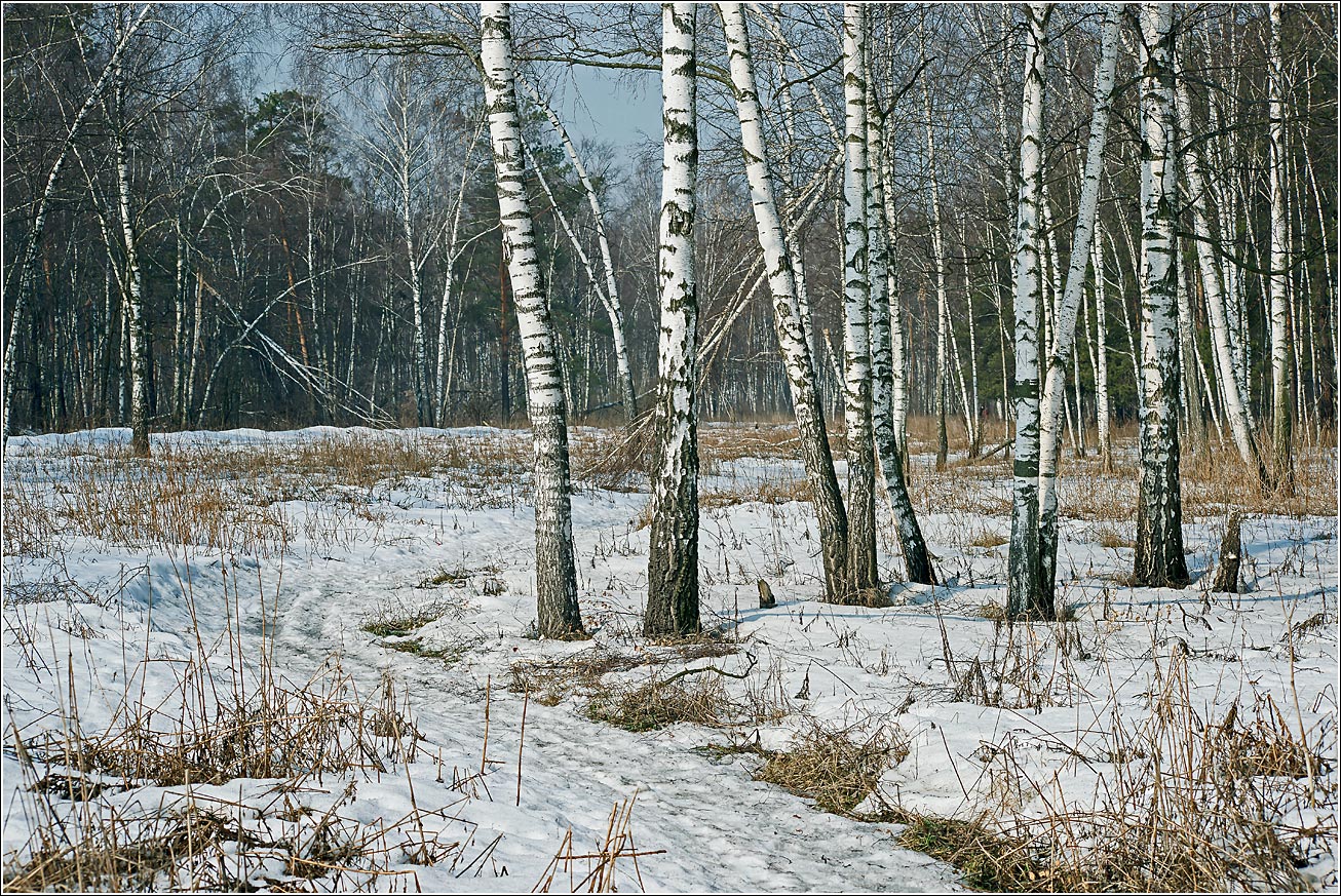 Кузьминский лесопарк, image of landscape/habitat.