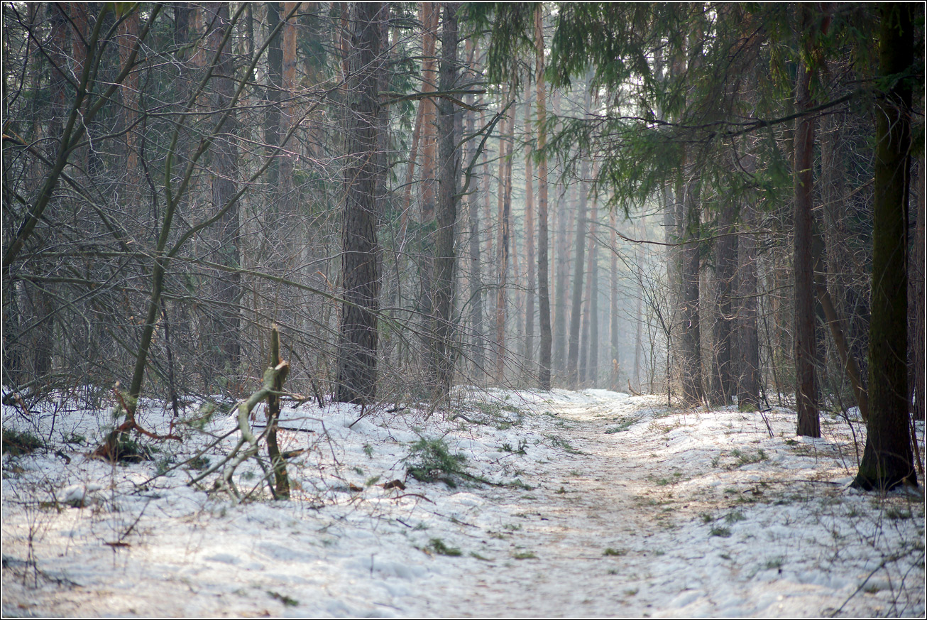 Кузьминский лесопарк, image of landscape/habitat.