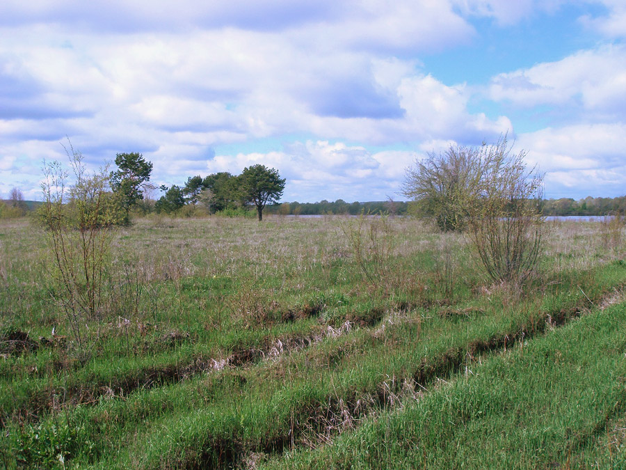 Солдыбаево, image of landscape/habitat.