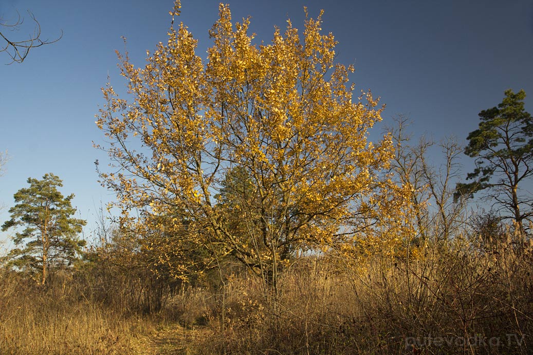 Гулькевичи и окрестности, image of landscape/habitat.