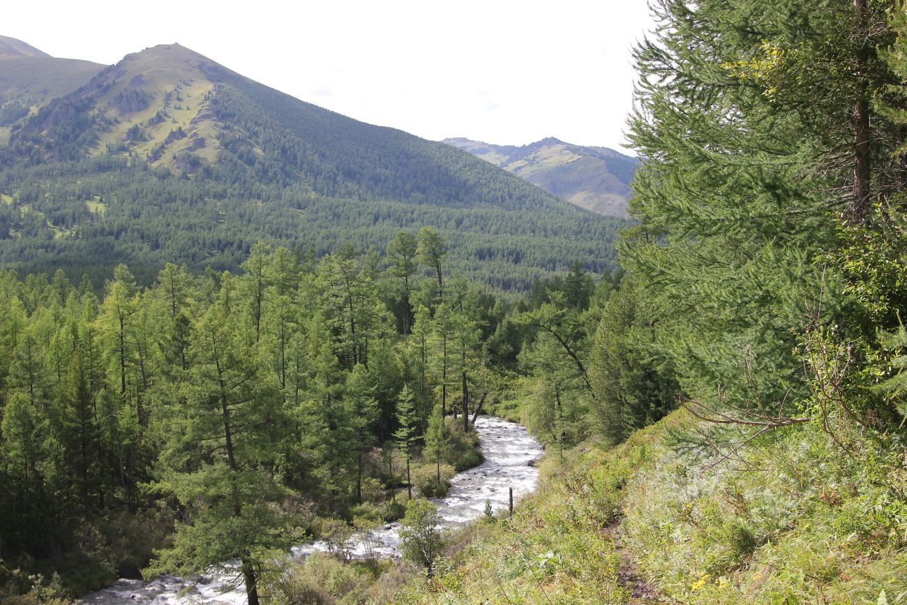 Долина реки Куйгук, image of landscape/habitat.