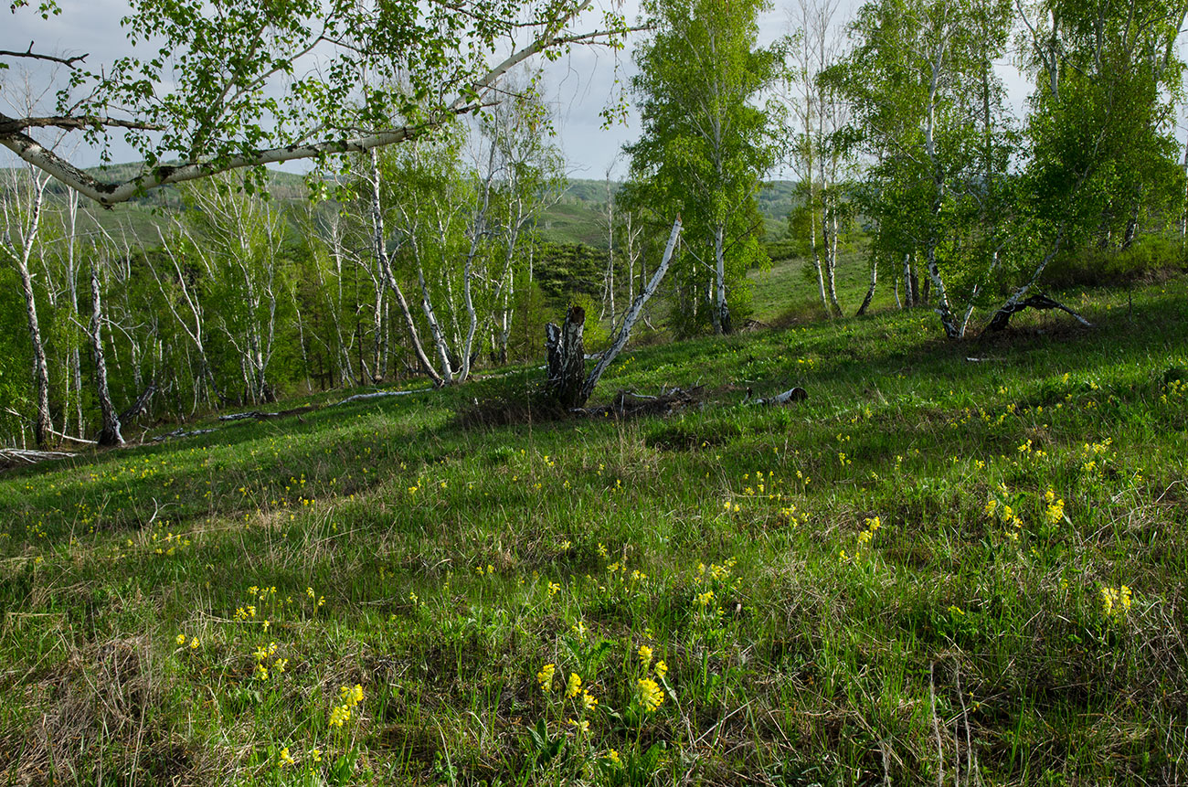 Акназарово и окрестности, image of landscape/habitat.