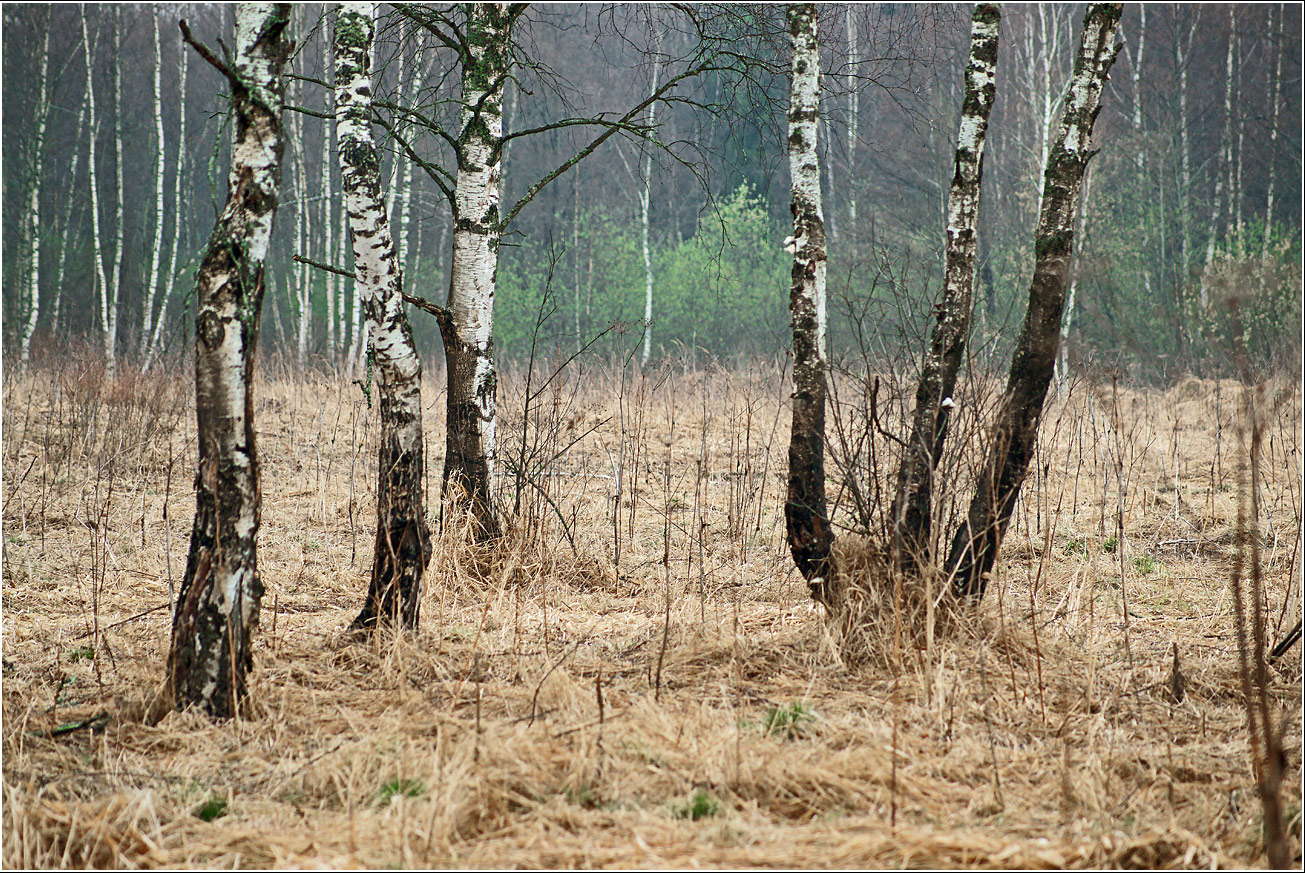 Кузьминский лесопарк, image of landscape/habitat.