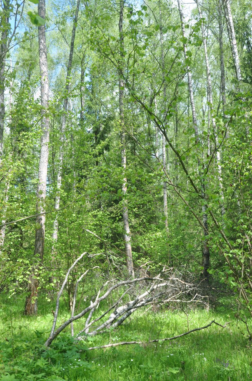 Окрестности деревни Чёлохово, image of landscape/habitat.