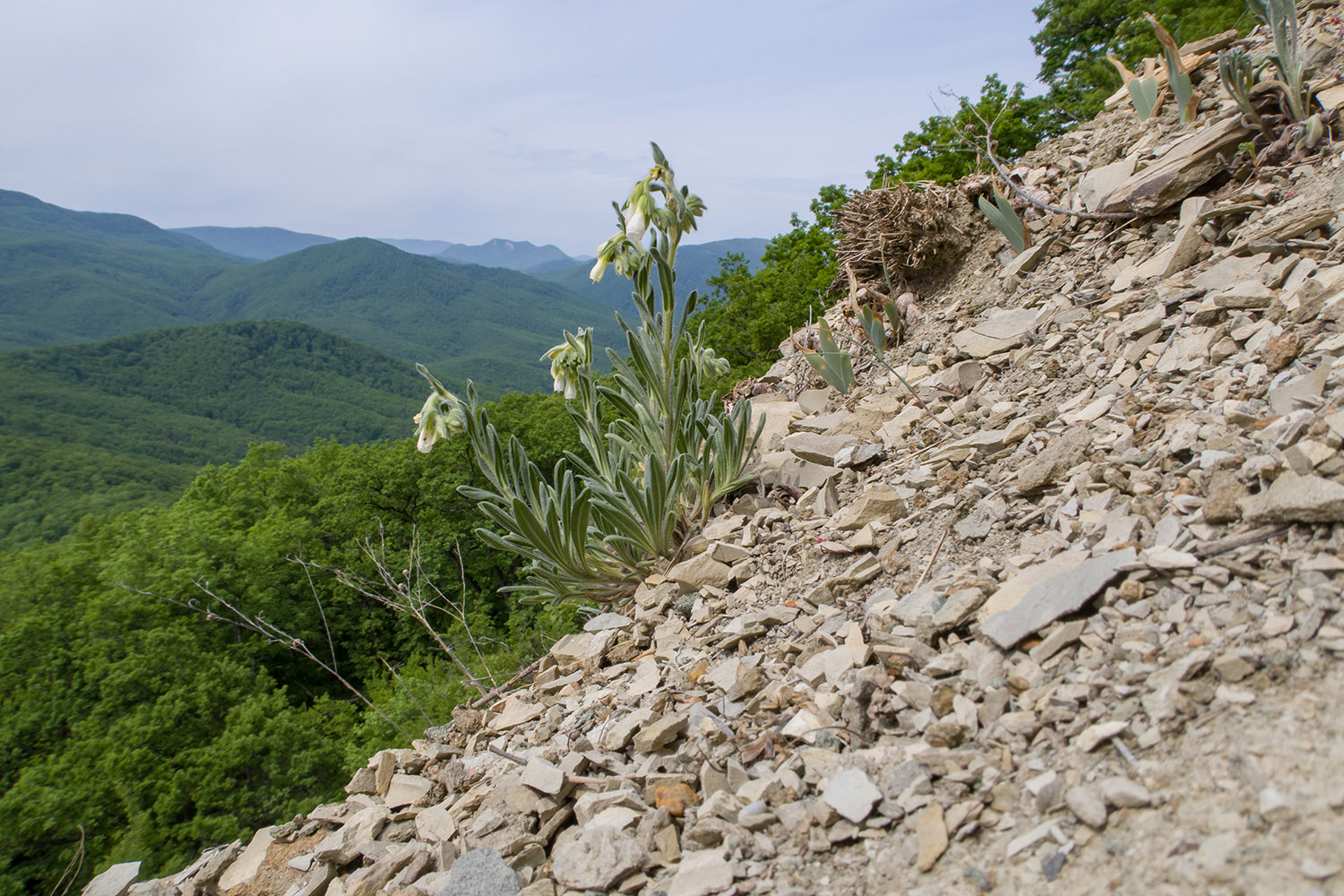 Собер-Баш, image of landscape/habitat.