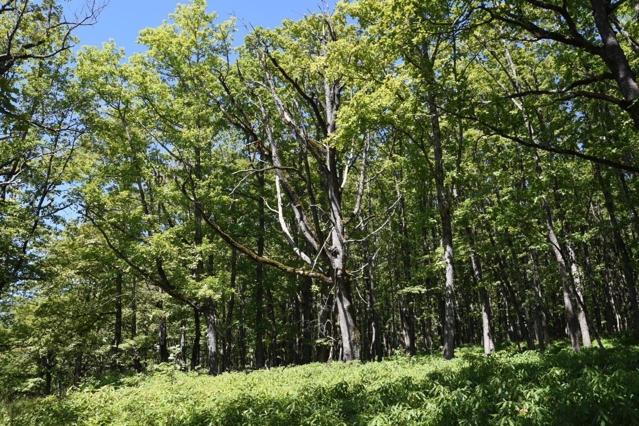 Скала Танковый Люк, image of landscape/habitat.