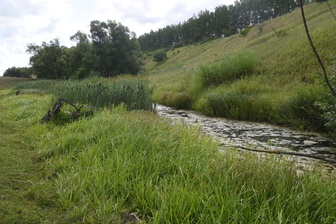 Нижняя часть долины Паники, image of landscape/habitat.