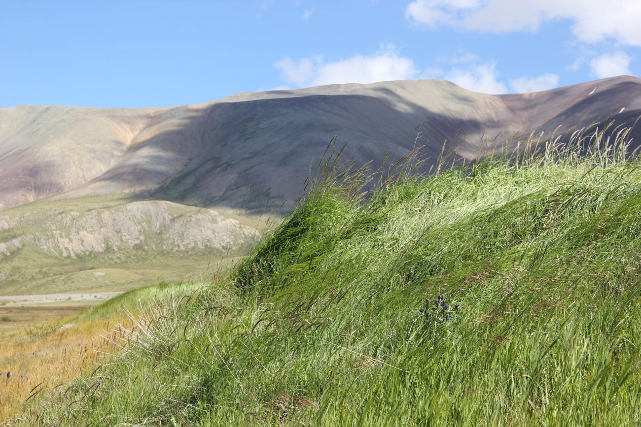 Окрестности стоянки Аргамджи, image of landscape/habitat.