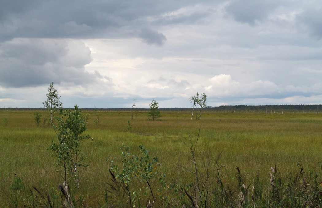 Пелецкий Мох, image of landscape/habitat.