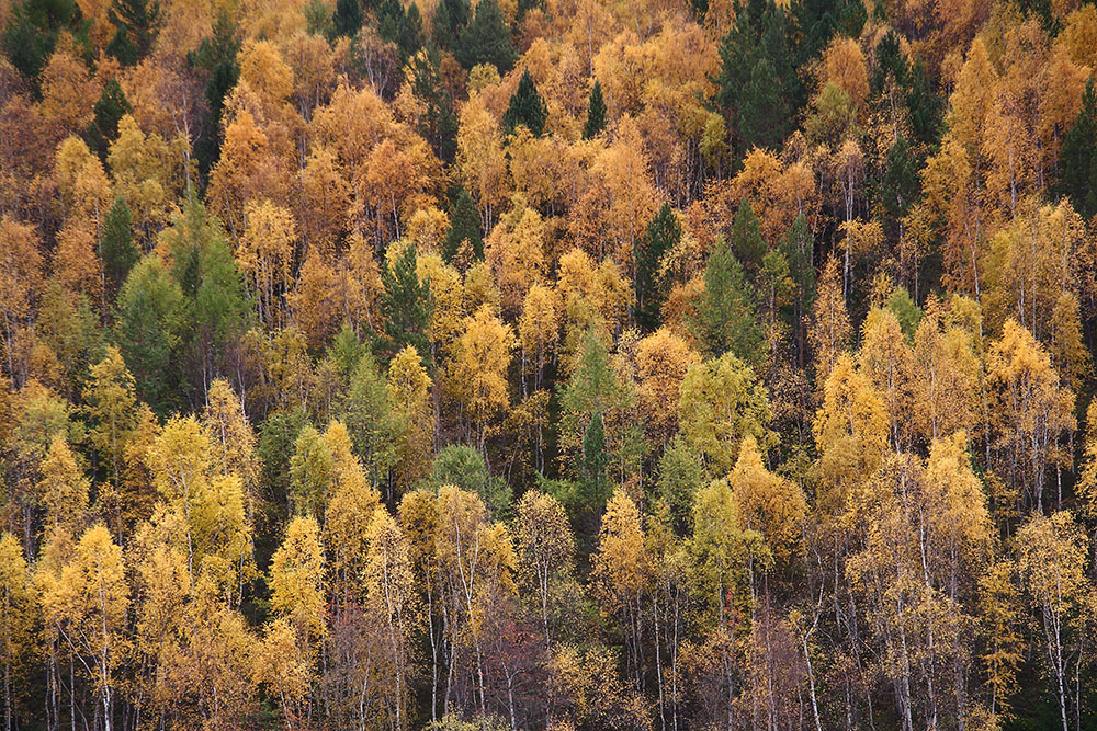 Леса россии фото