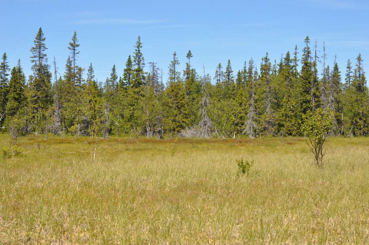 Большой Соловецкий остров, image of landscape/habitat.