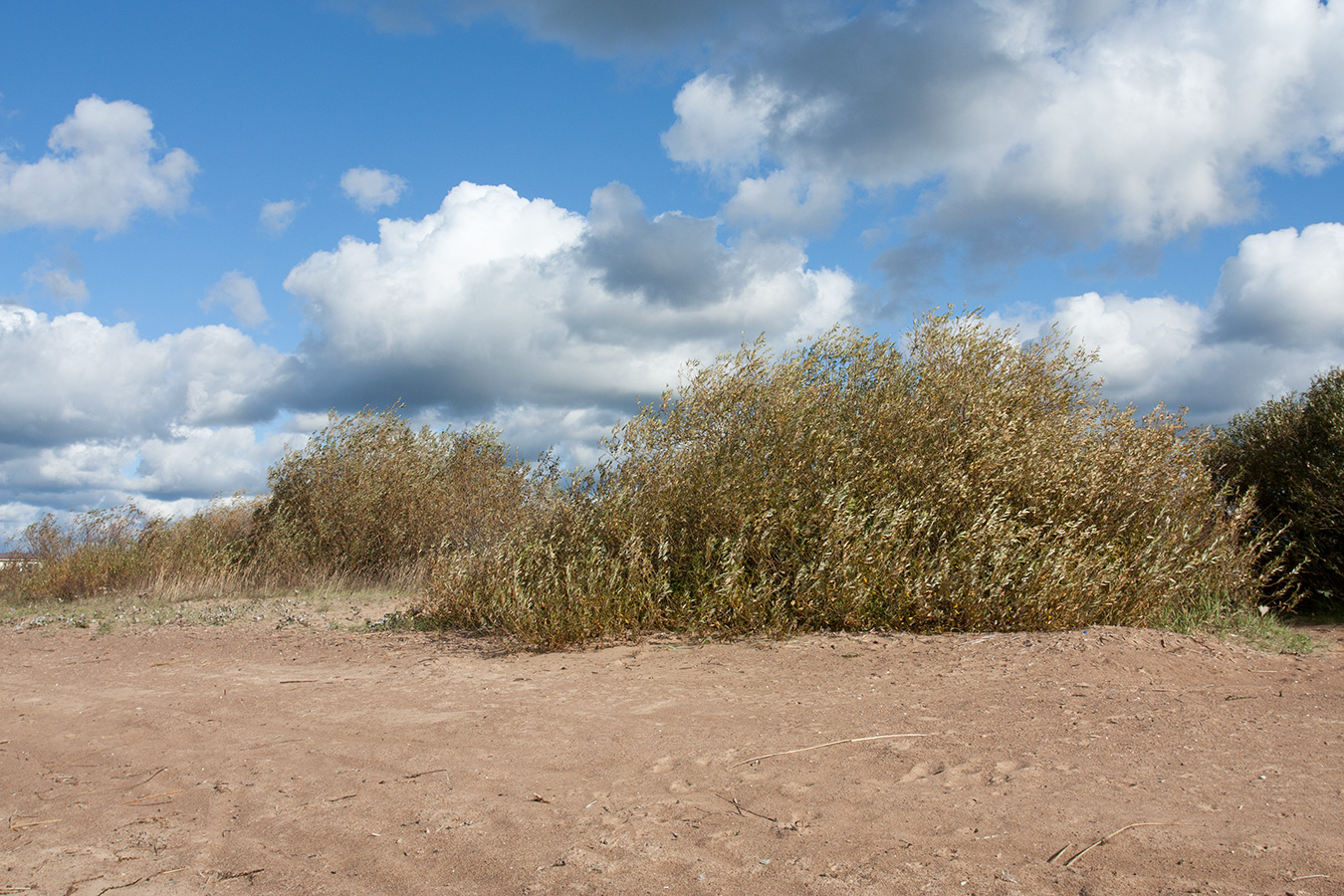 Лунёвщина, image of landscape/habitat.