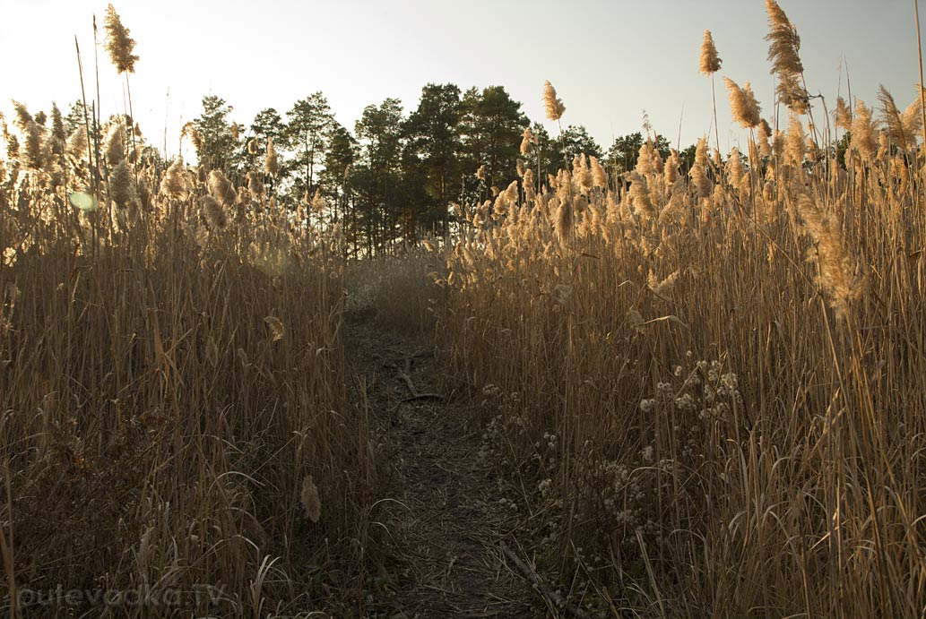 Гулькевичи и окрестности, image of landscape/habitat.