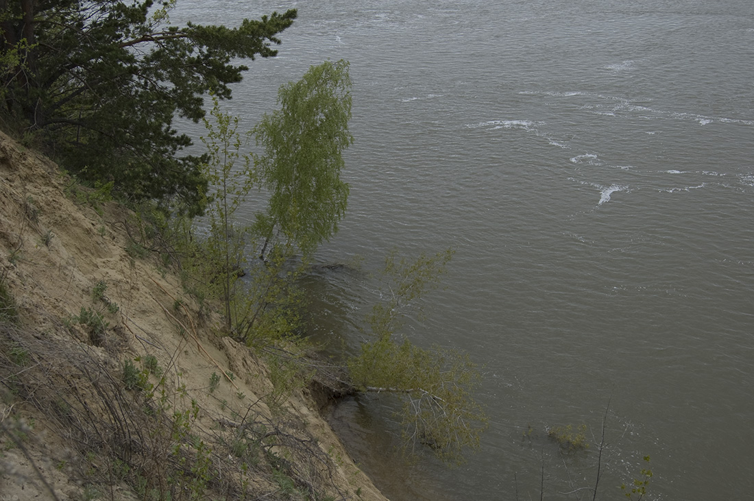 Правый обрывистый берег реки Обь, image of landscape/habitat.