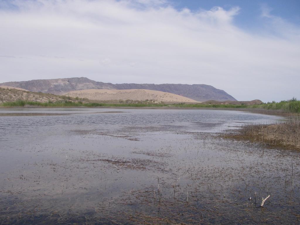 Река Или, выше Капчагая, image of landscape/habitat.