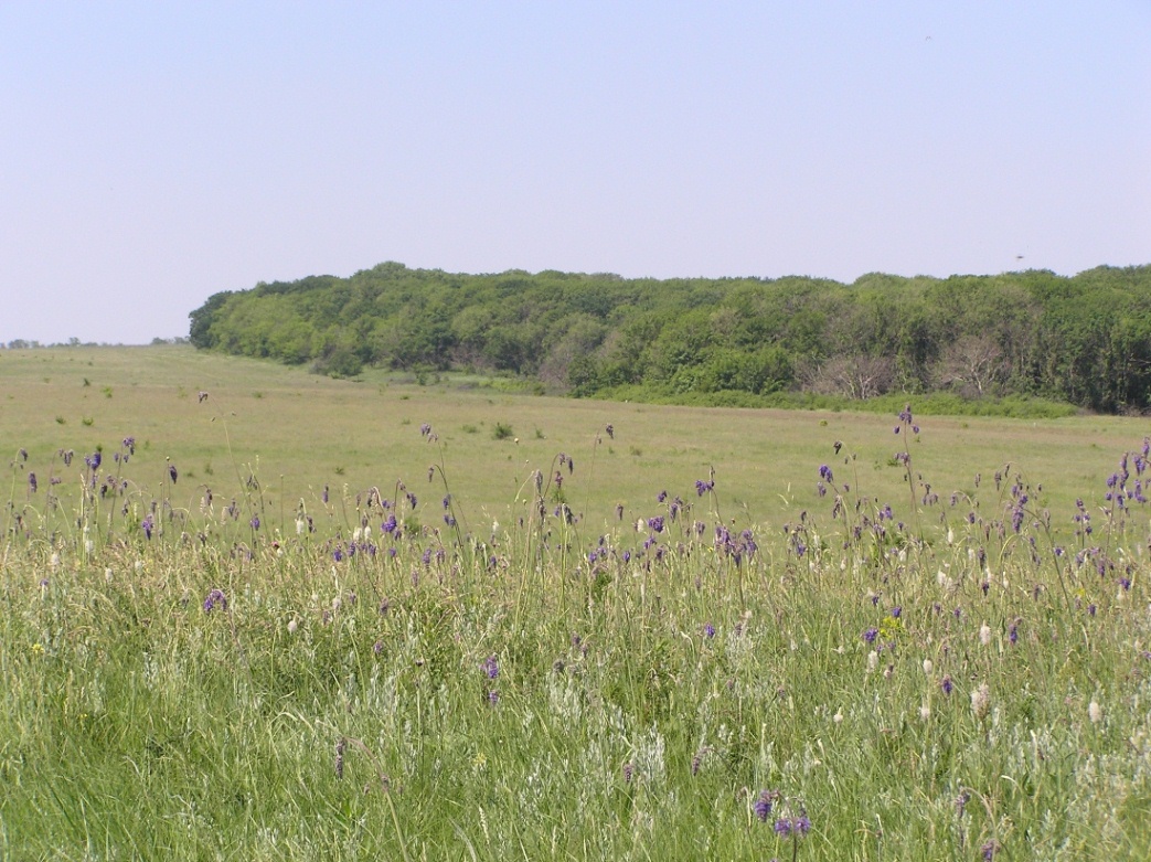 РЛП "Зуевский", image of landscape/habitat.