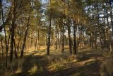 Гулькевичи и окрестности, image of landscape/habitat.