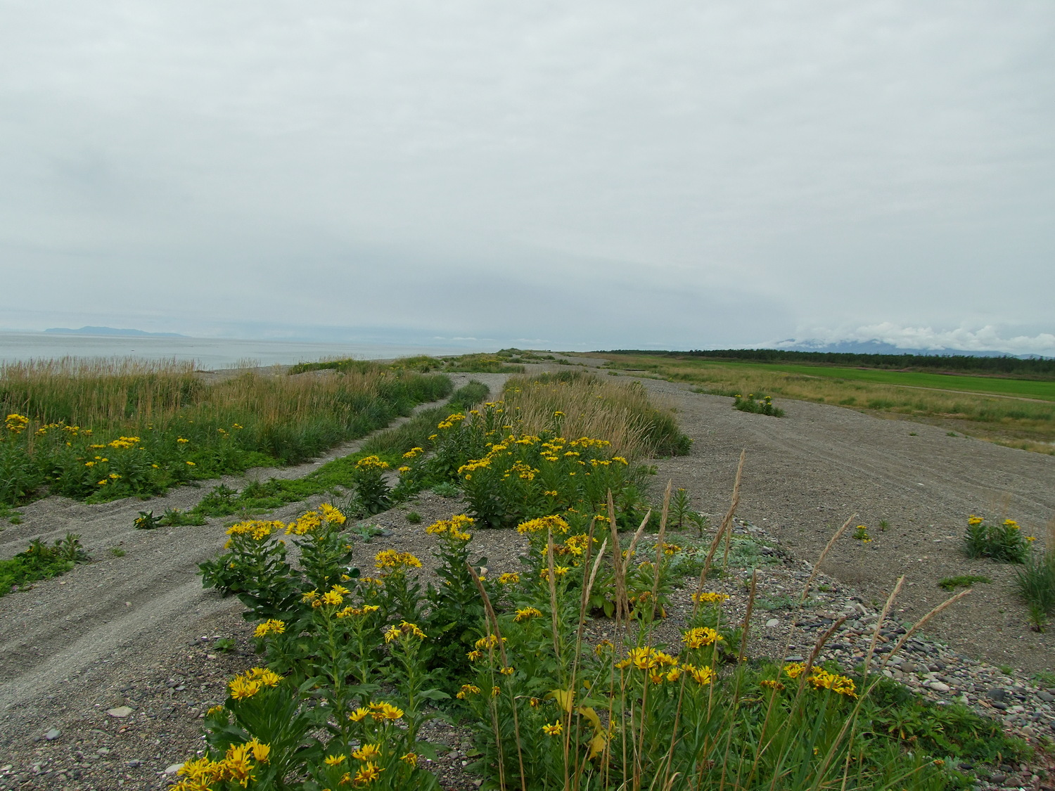 Арманское побережье, image of landscape/habitat.