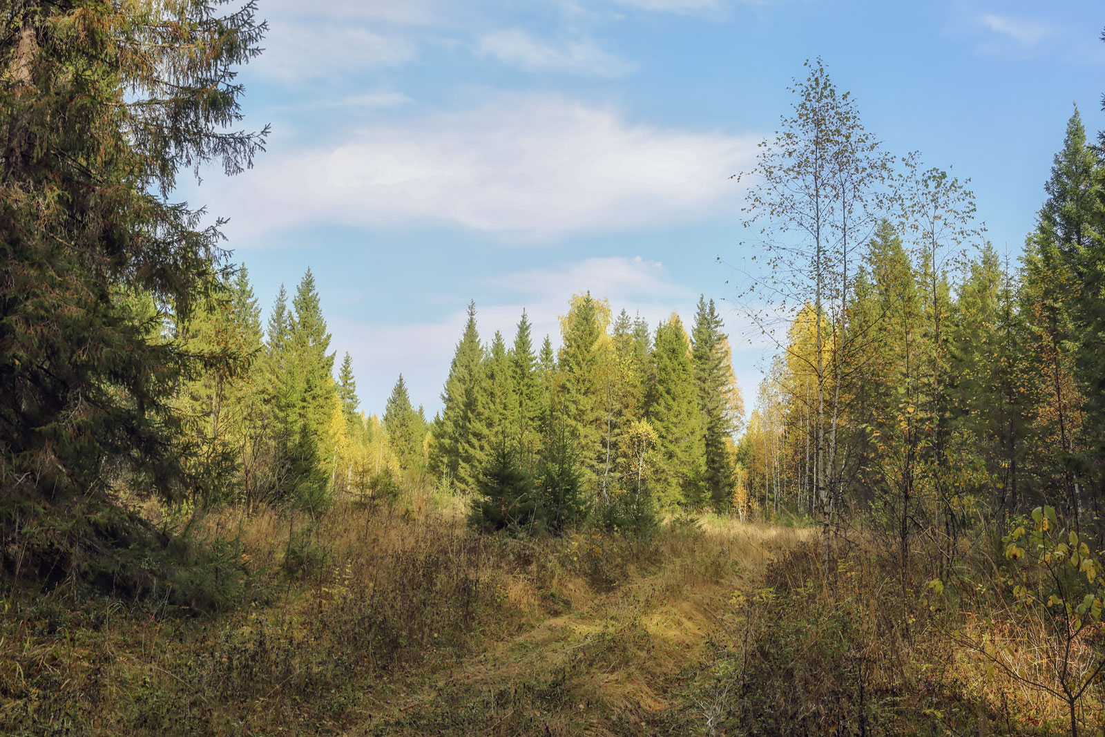 Кунчурихинский бор, image of landscape/habitat.