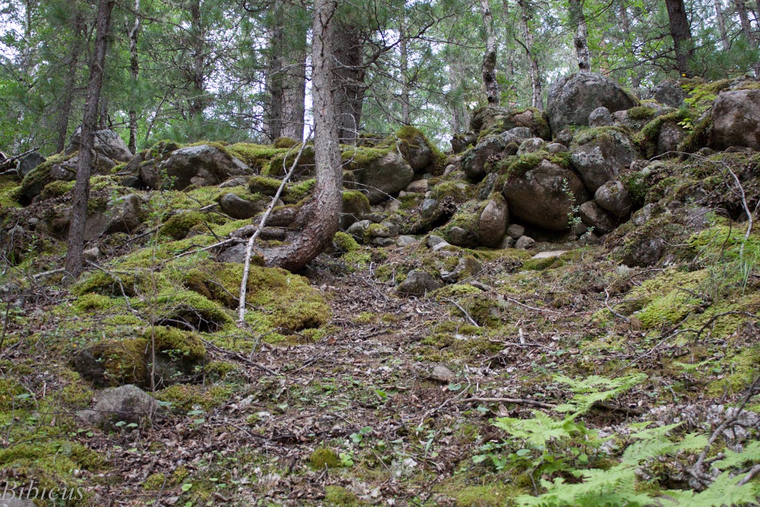 Орхо-Бом, image of landscape/habitat.